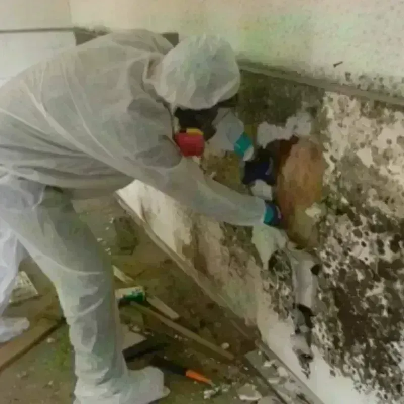 Mold Remediation and Removal in Salix, PA